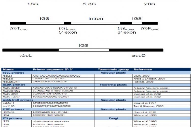 Diagrammatic representation of plant barcoding genes. (Source: CCDB protocols)