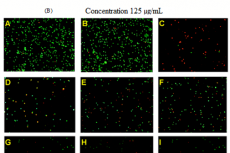 Figure 8: (A) Cell death assay performed at a concentration of the 125 μg/mL within 48 hr