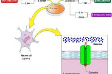 Despite the failure of most neuroprotective drugs during the past two decades, there is a good chance that effective neuroprotectors will soon be available with the help of improved pre-clinical testing and clinical study design