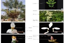 Moringa oleifera Lam. A. Habit of the plant; B. Leaf; C. Inflorescence; D. Flower; E. Petals; F. Stamens; G. Style and stigma