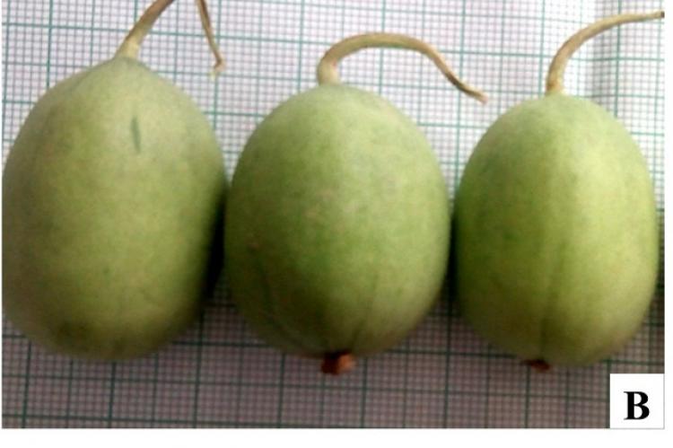Cucumis melo var. agrestis, A-B: Fruit showing variation in morphology; C: Staminate and Pistilate flower