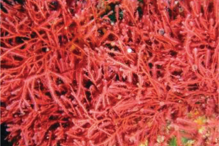 Pharmacognosy Reviews An Open Access, Peer Reviewed Journal in the