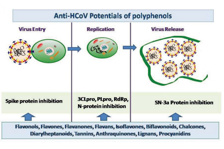 Plant Phenolics with Antiviral Activities against Human Corona Virus and Structure-Activity Relationships – A Review