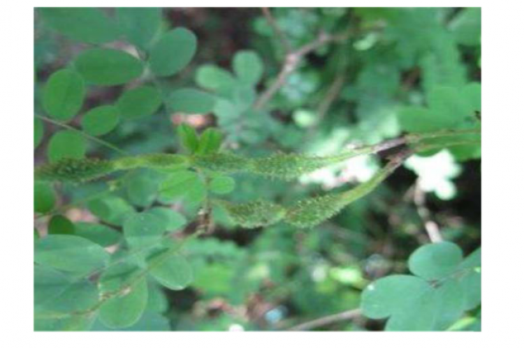 Ormorcapum sennoides (Willd.) DC