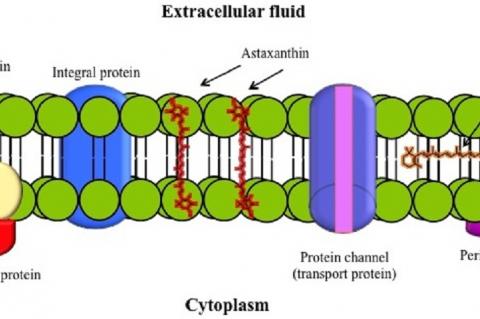Schematic diagram of membrane bilipid structure and astaxanthin and -caroteno distribution