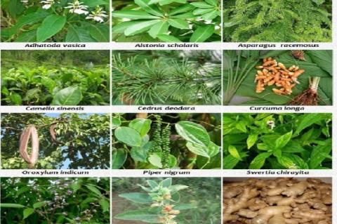 Anti-inflammatory and anti-arthritic medicinal plants of the Eastern Himalayas