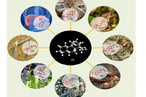 Structural Correlation of Natural Steroids in Plants, Insects, Fungi, Animals and Humans