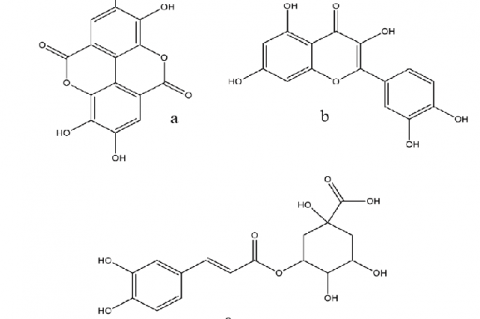 Phenolic compounds found in S. mombin leaves; a: ellagic acid; b: quercetin; c: chlorogenic acid.
