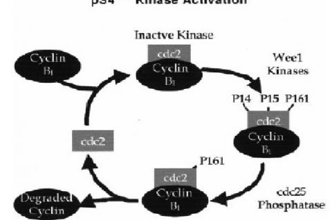 Illustration of the p34cdc2 kinase complex and the enzymes involved in its activation