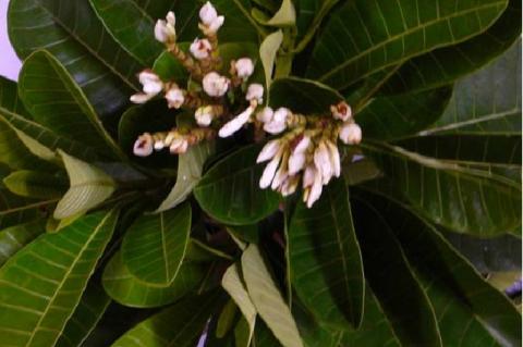 Flowering H. sucuuba stem