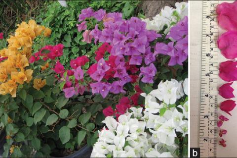 Variety color (a) and size (b) of Bougainvillea spp. Flowers
