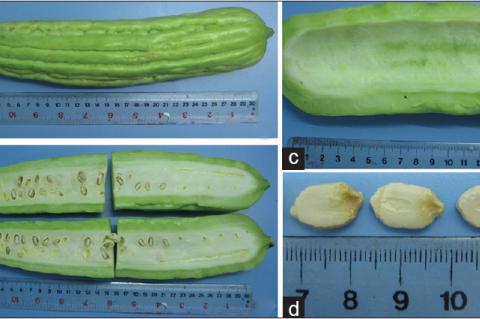 Fruit of Momordica charantia (a) external morphology, (b) cut surface, (c) pericarp, and (d) seeds