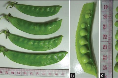 Fruit of Pisum sativum (a) external morphology (b) cut face and (c) seeds