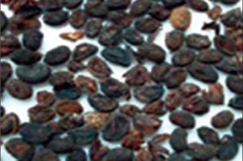 Psoralea corylifolia seeds