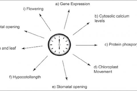 Plant clock controls a plethora of biological processes