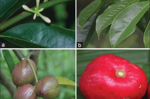Botanical description of Phaleria macrocarpa showing a