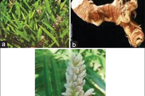 Different parts of Alpinia calcarata.