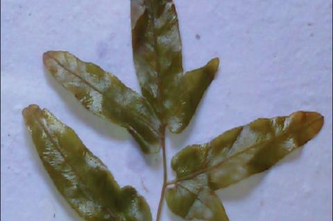 Leaf of Lygodium fl exuosum