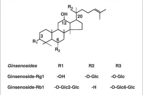 Ginsenoside Rb1 and Rg1 from Ginkgo Biloba