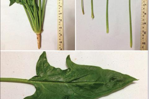 Spinacia oleracea showing wavy leave