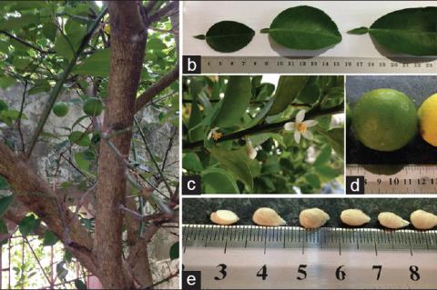 Gross morphology of Citrus aurantifolia (a) stems; (b) leaves; (c) white flowers in different stages; (d) ripe yellow and unripe green fruits; and (e) seeds