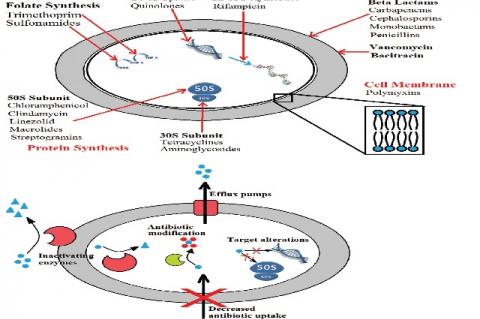 (a) Antibiotic targets and (b) bacterial resistance mechanisms