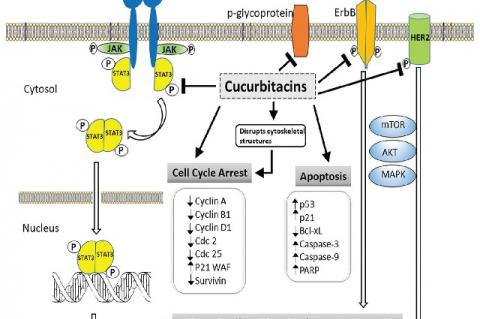 The mechanism of anticancer activities of cucurbitacins